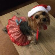 Xmas dog tutu skirt